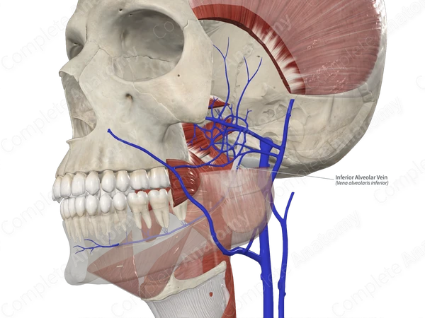 Inferior Alveolar Vein