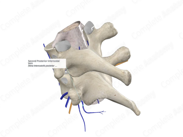 Second Posterior Intercostal Vein