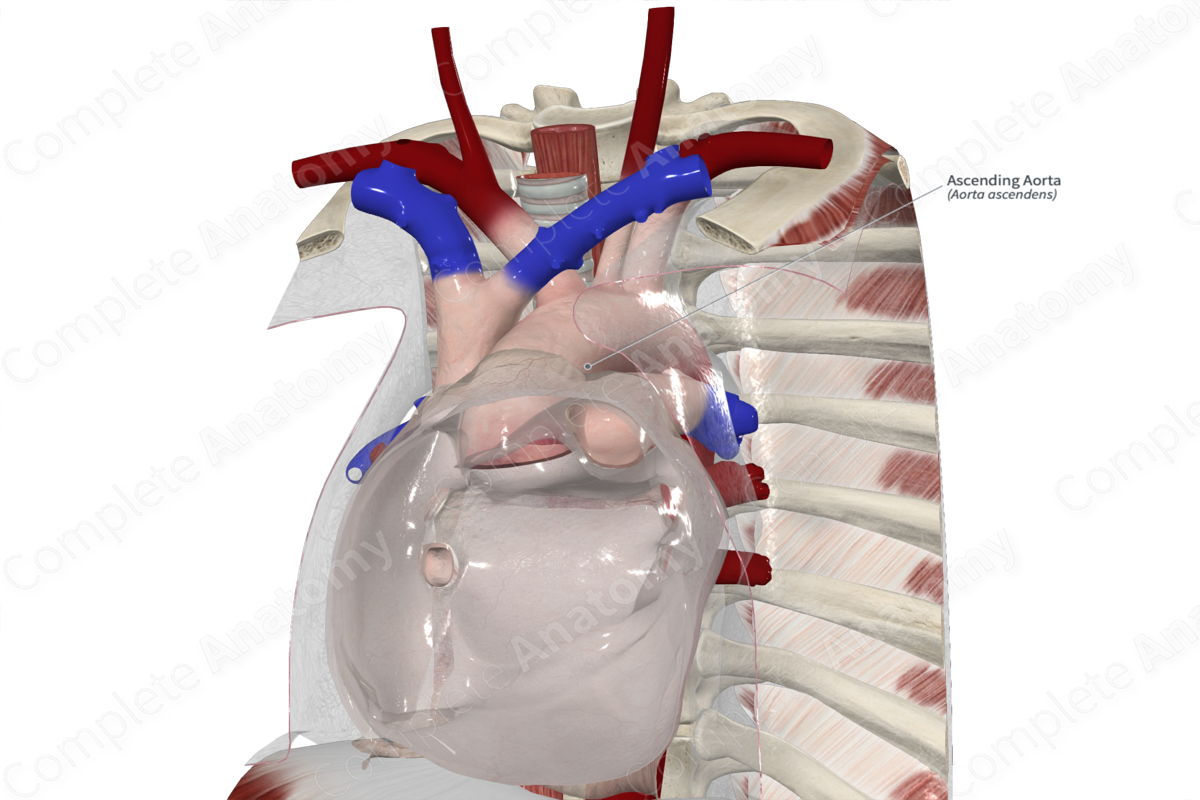 Ascending Aorta