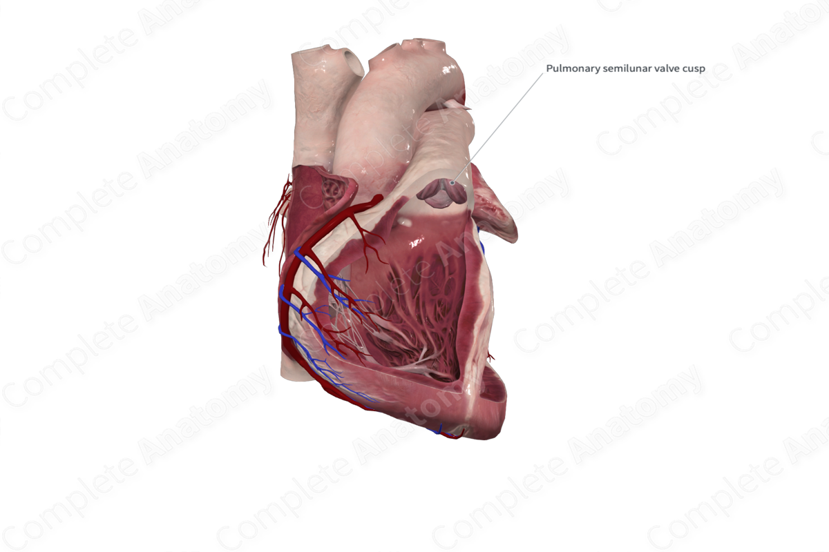 Anterior Semilunar Leaflet of Pulmonary Valve