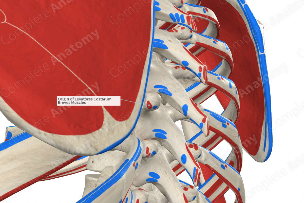 Origin Of Levatores Costarum Breves Muscles Complete Anatomy 8156