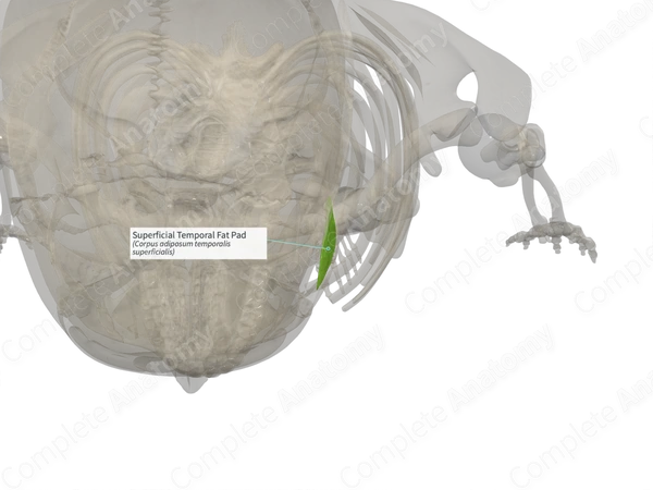 Superficial Temporal Fat Pad (Right)