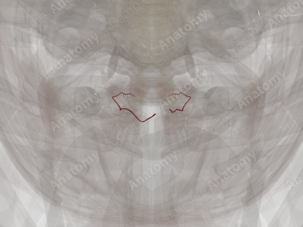 Arteries of Ovaries