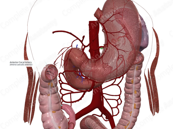Anterior Cecal Artery