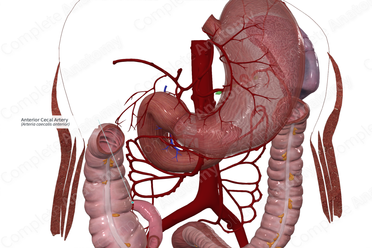 Anterior Cecal Artery