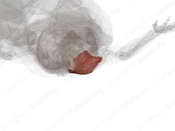 Trapezius Muscle (Left)
