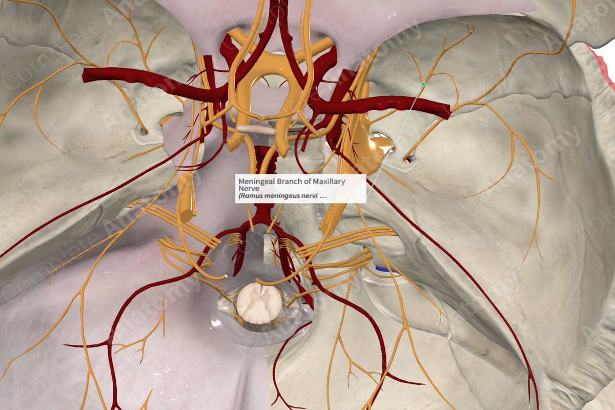 Meningeal Branch of Maxillary Nerve 