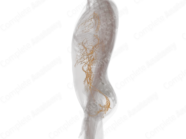 Autonomic Plexuses