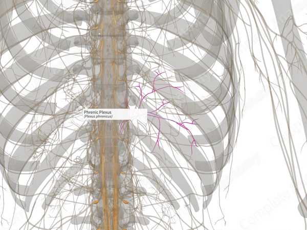 Phrenic Plexus (Left)