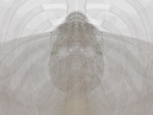 Lymph Nodes of Head