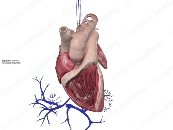 Segment VI Vein