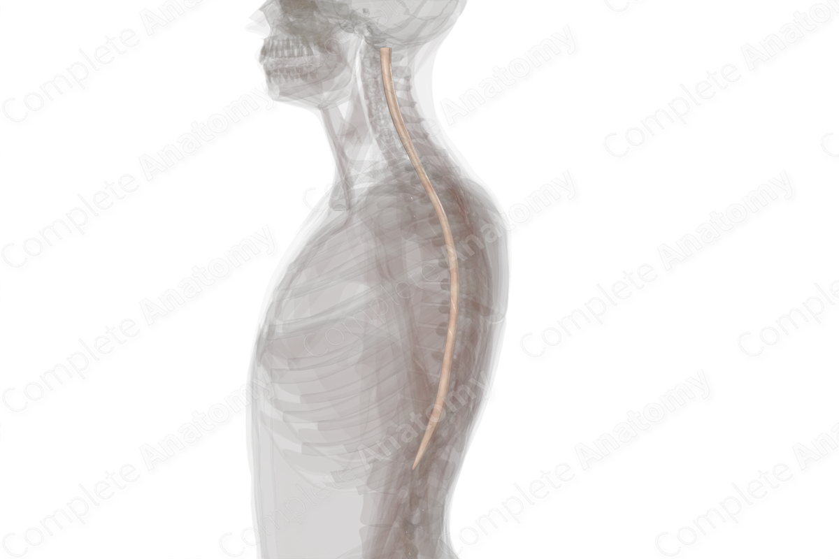 Complete Anatomy Biology Diagrams