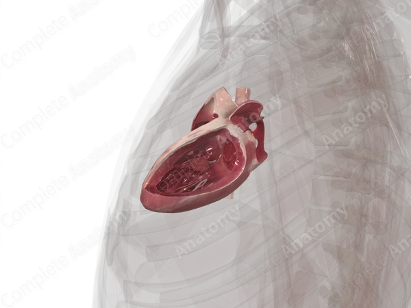 Chambers of Heart