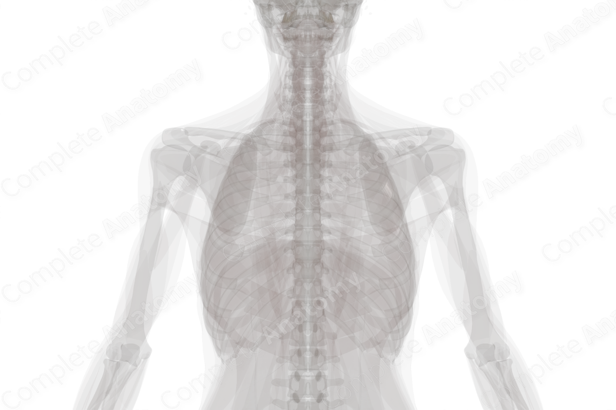 Central Canal of Spinal Cord | Complete Anatomy