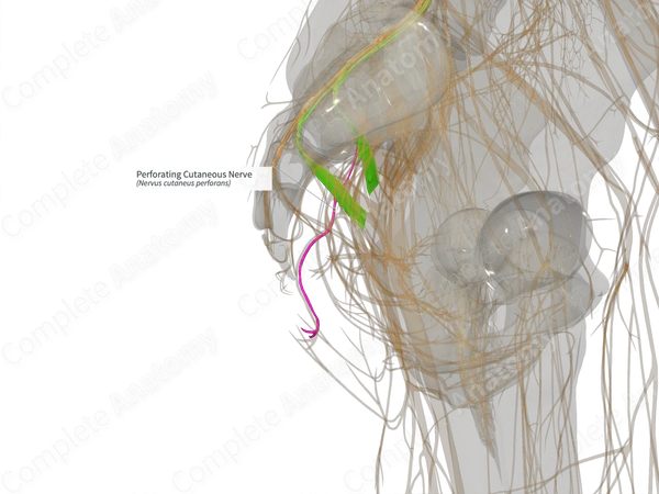 Perforating Cutaneous Nerve (Left)