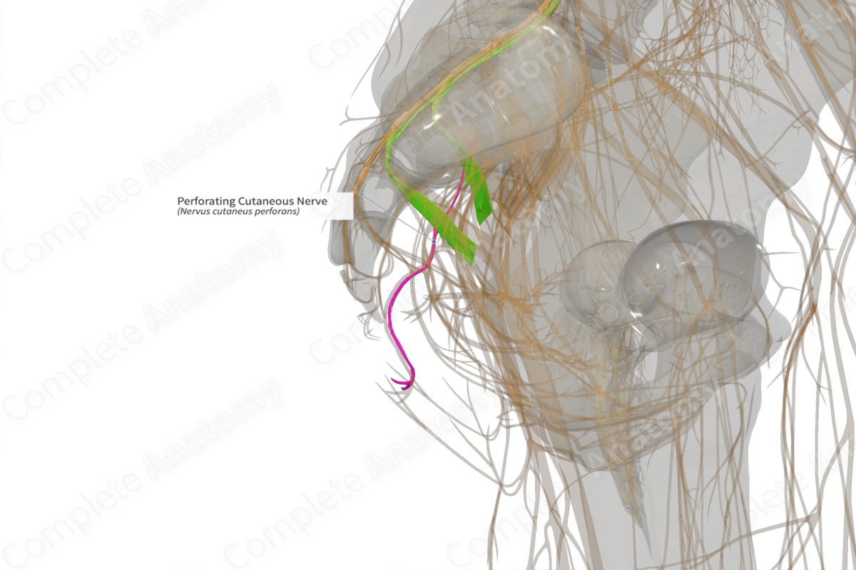 Perforating Cutaneous Nerve (Left)