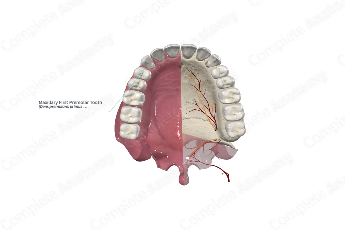 Maxillary First Premolar Tooth 