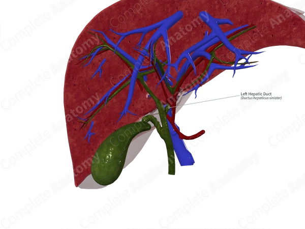 Left Hepatic Duct