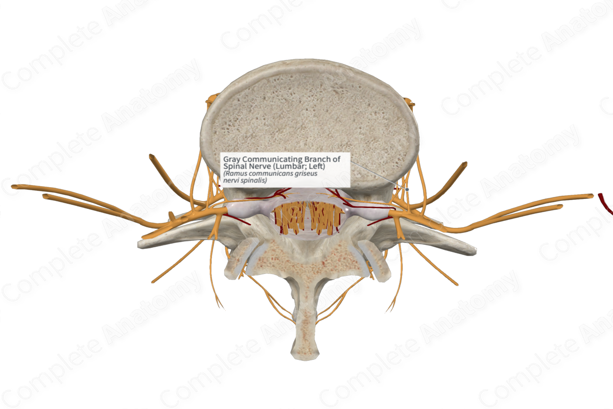 Gray Communicating Branch of Spinal Nerve (Lumbar; Left)
