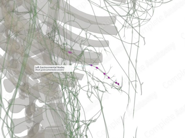 Left Gastroomental Nodes