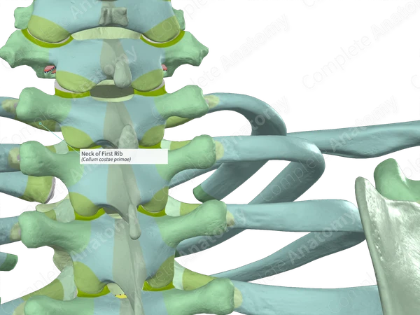 Neck of First Rib | Complete Anatomy