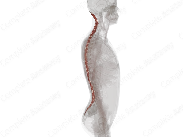 Transversospinal Muscles (Left)
