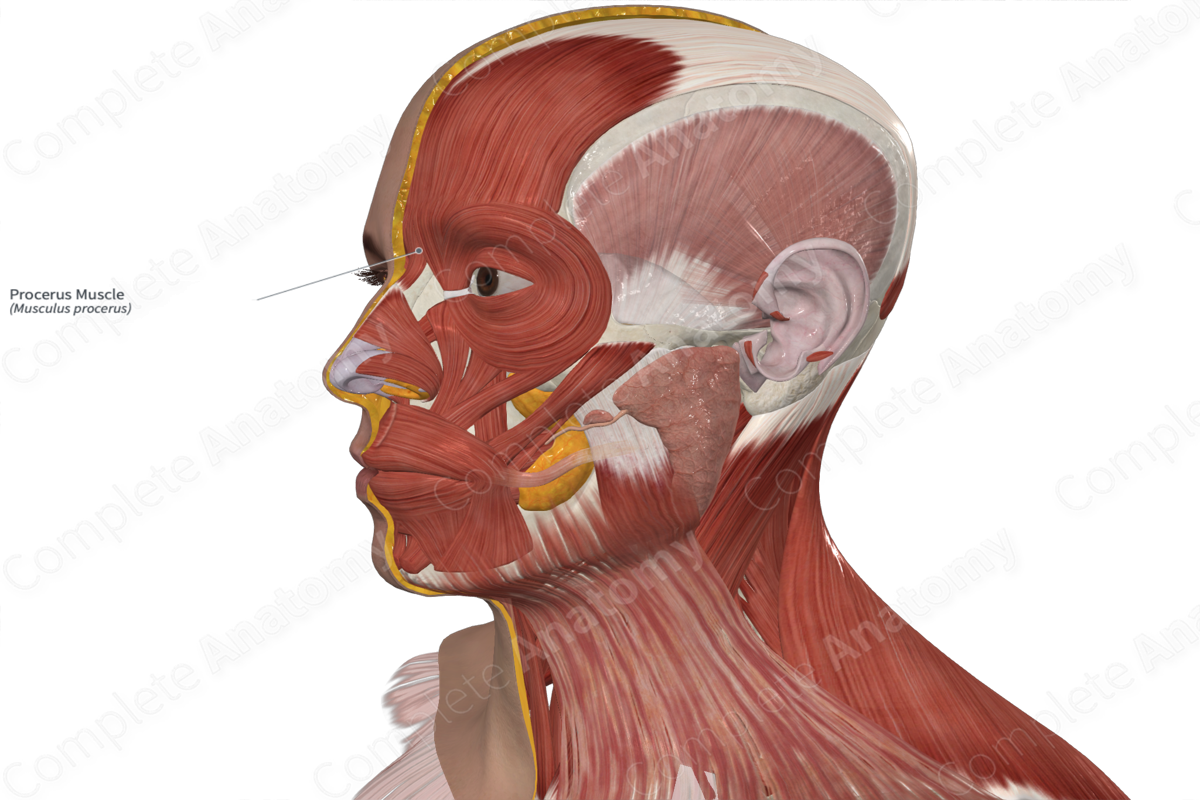 Procerus Muscle