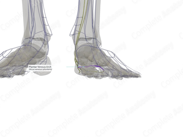Plantar Venous Arch (Left)