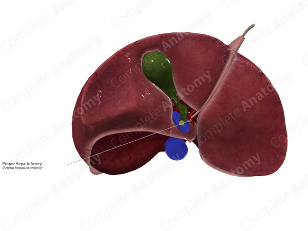 Proper Hepatic Artery