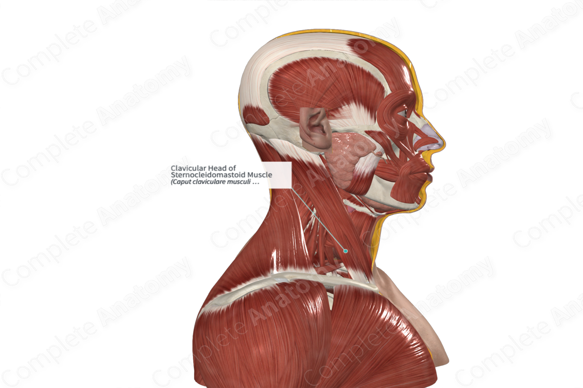 Clavicular Head of Sternocleidomastoid Muscle 