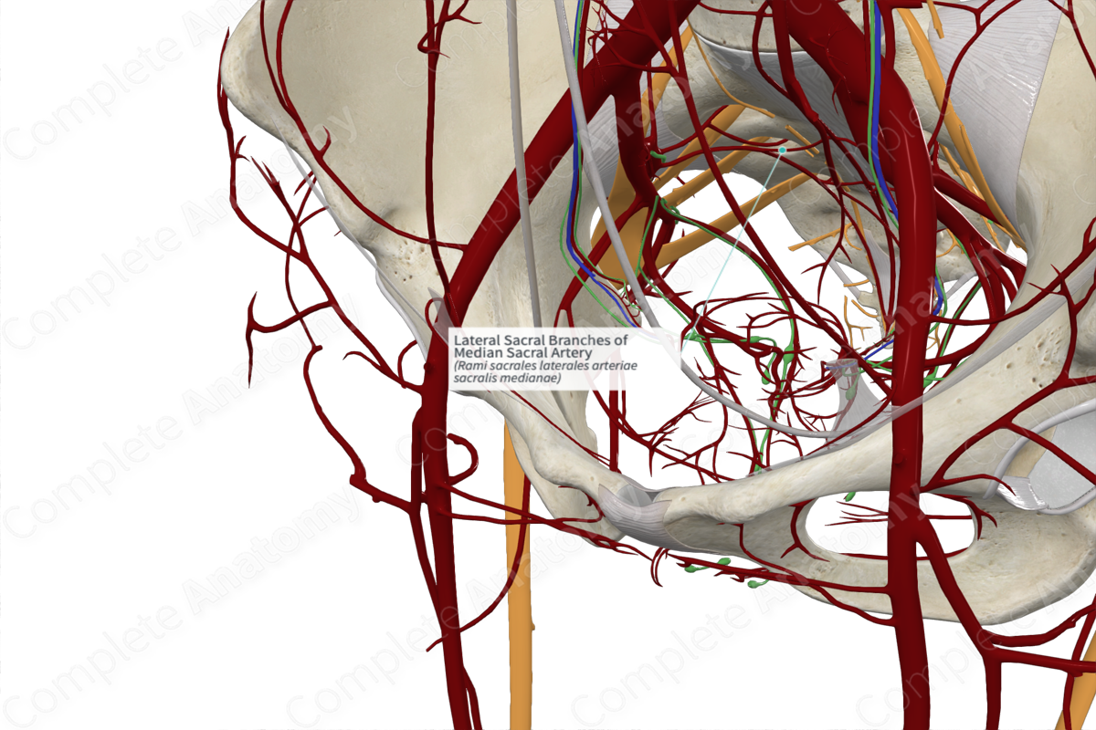Lateral Sacral Branches of Median Sacral Artery