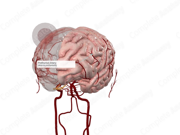 Prefrontal Artery 