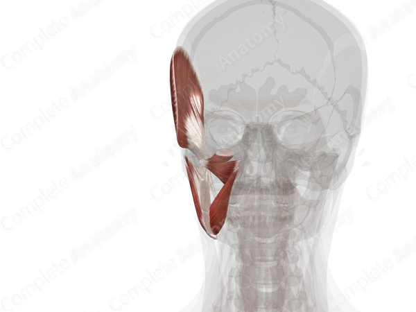 Masticatory Muscles (Left)