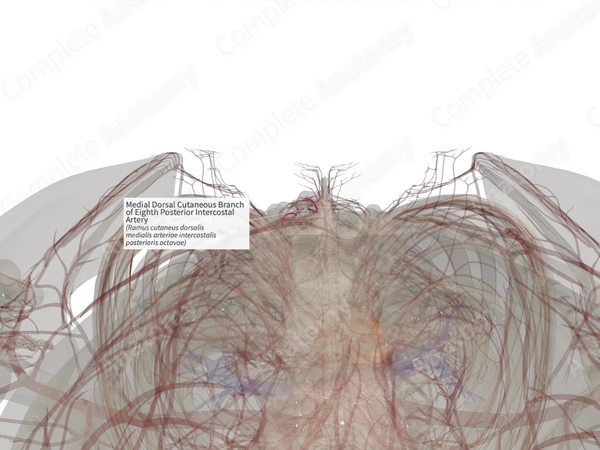 Medial Dorsal Cutaneous Branch of Eighth Posterior Intercostal Artery (Left)