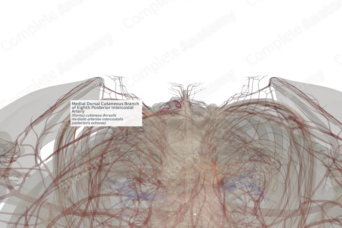Medial Dorsal Cutaneous Branch of Eighth Posterior Intercostal Artery (Left)