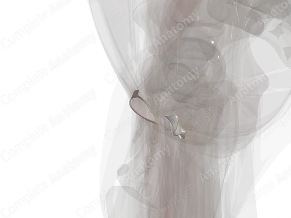 Pubic Symphysis