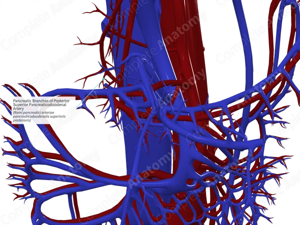 Pancreatic Branches of Posterior Superior Pancreaticoduodenal Artery