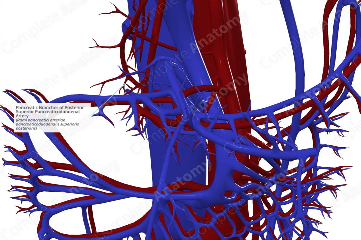 Pancreatic Branches of Posterior Superior Pancreaticoduodenal Artery