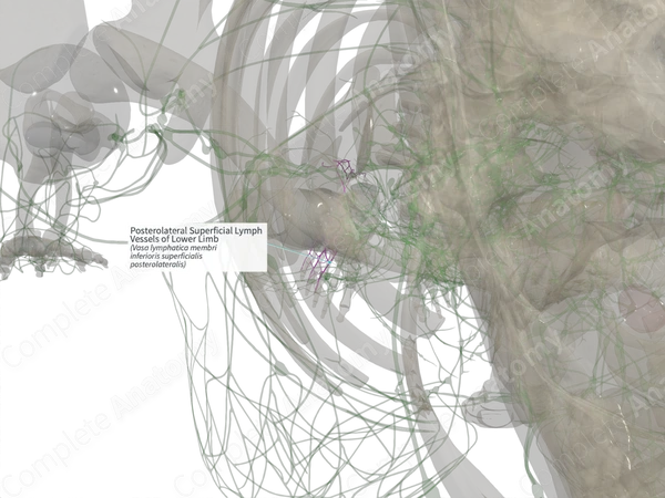 Posterolateral Superficial Lymph Vessels of Lower Limb (Right)