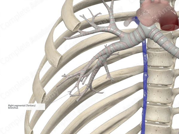 Medial Segmental Bronchus of Right Lung