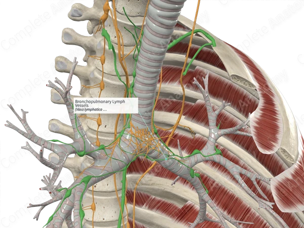 Bronchopulmonary Lymph Vessels