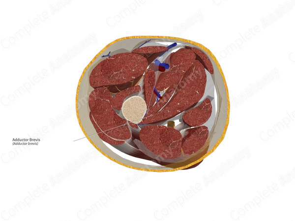 Adductor Brevis