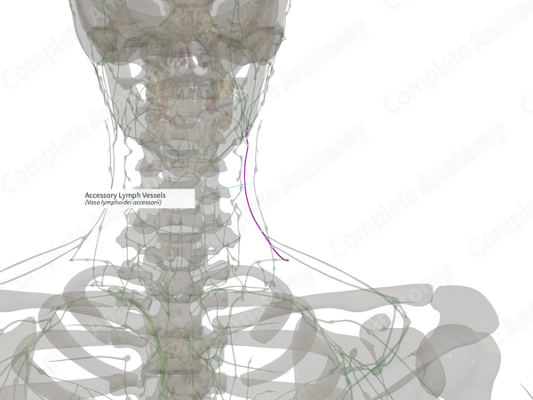 Accessory Lymph Vessels (Left)