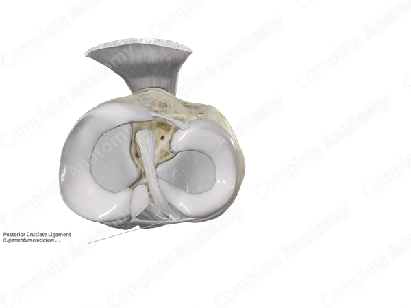 Posterior Cruciate Ligament