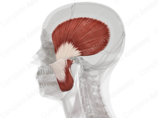 Masticatory Muscles (Left)