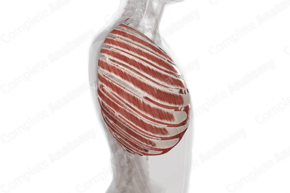 Muscles of Thorax