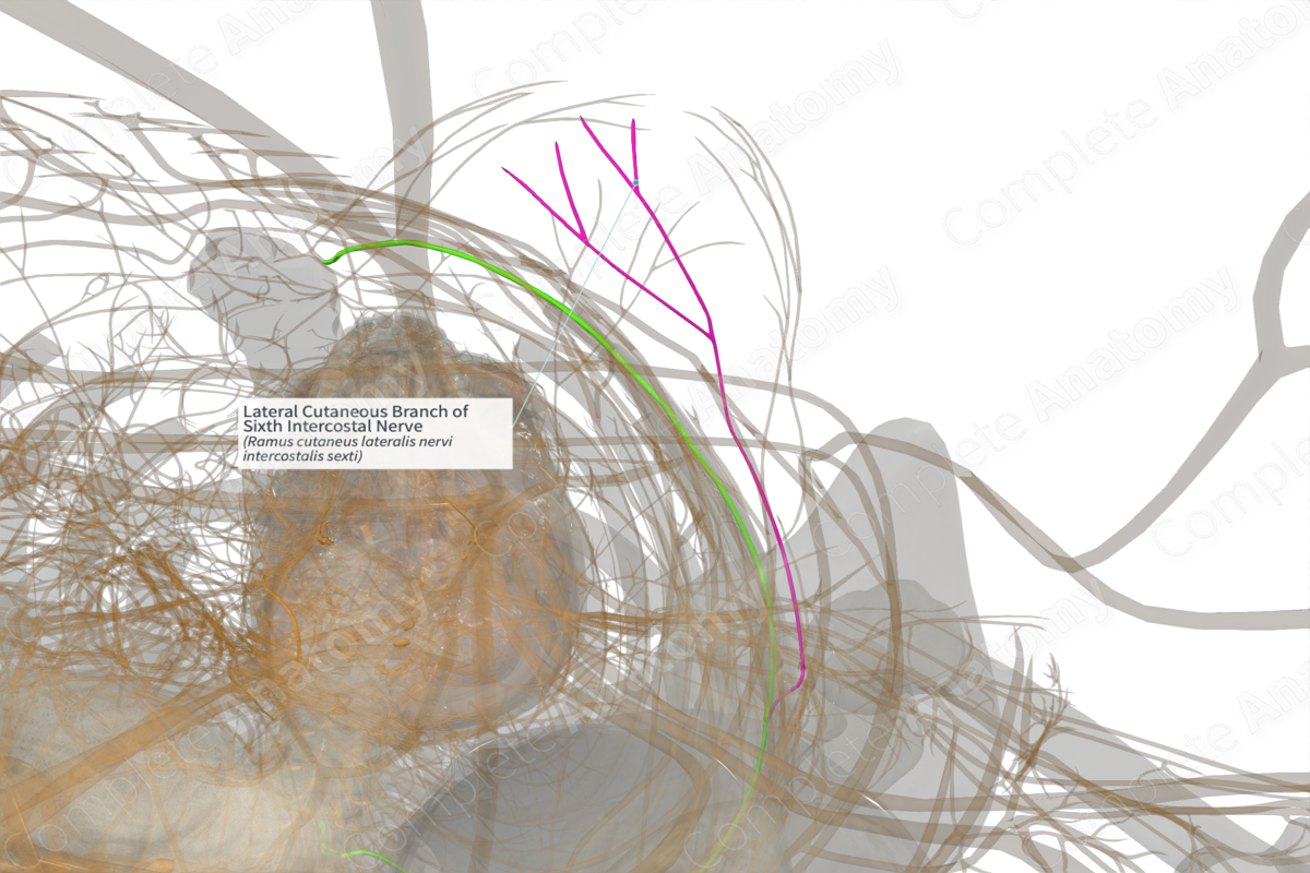 Lateral Cutaneous Branch Of Sixth Intercostal Nerve Left Complete Anatomy 9683