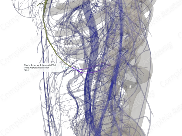 Ninth Anterior Intercostal Vein (Right)