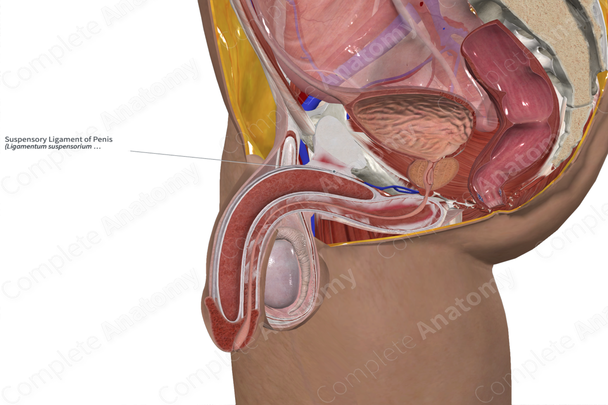 Suspensory Ligament of Penis