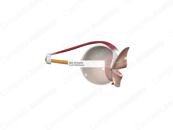 Skin of Eyelid